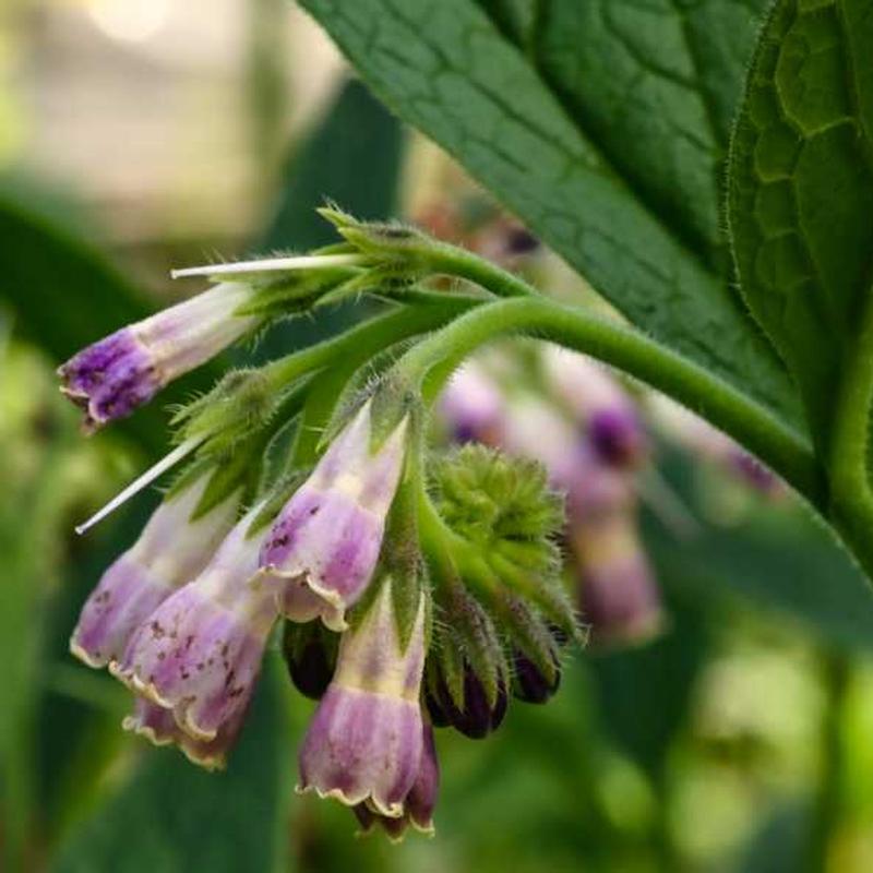 bocking_flower2.jpg