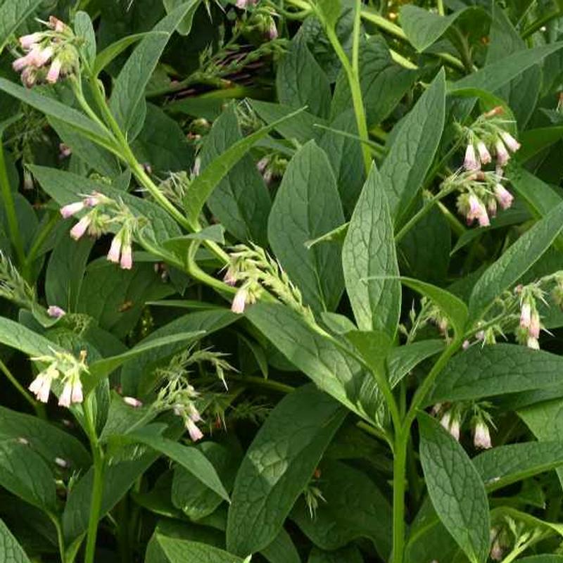 bocking_plant2.jpg