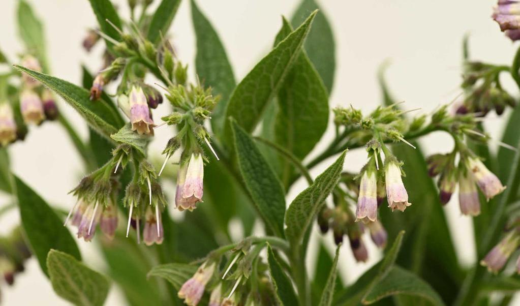 coolplants_DSC_8464.jpg
