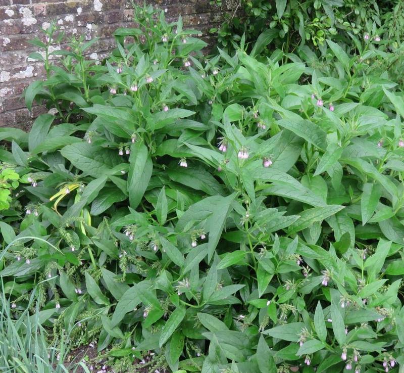 symphytum-x-uplandicum-bocking-14_2.jpeg